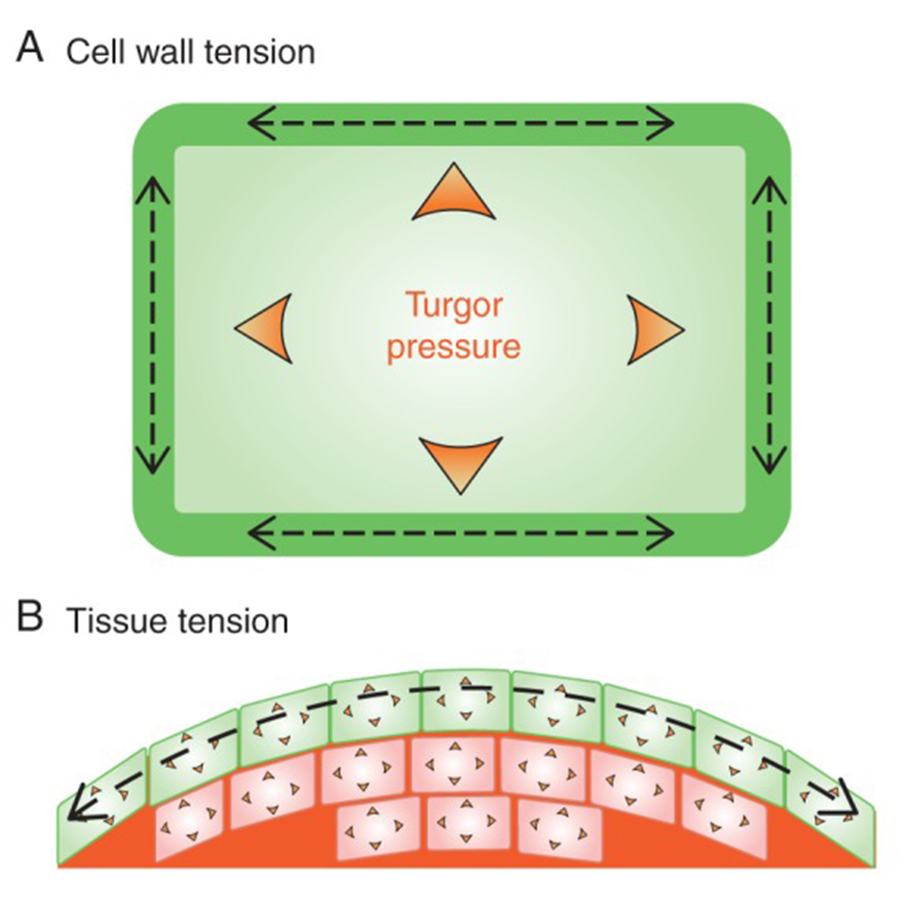 What is turgor pressure and how does it work?